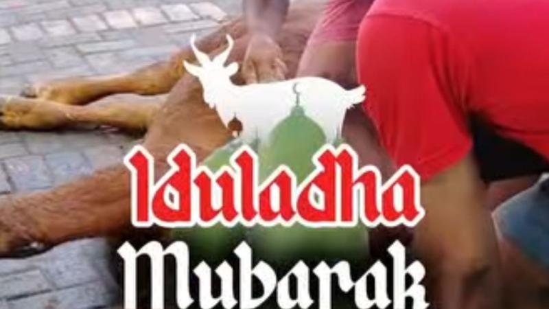 MAN 10 Jombang Rayakan Iduladha 1447 H dengan Penyembelihan Hewan Qurban